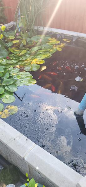 Pond pump
