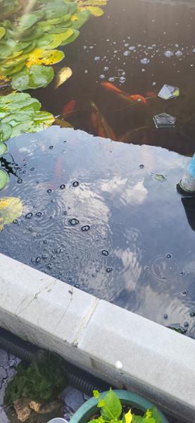 Pond pump