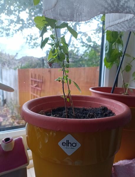 THE BEST IN GARDEN PRODUCTS