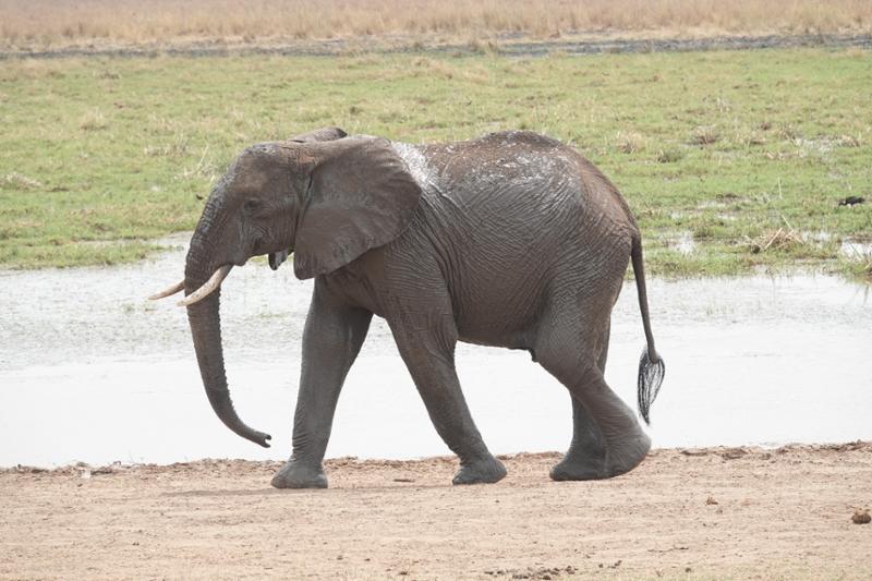 Tanzania - The trip of a lifetime!