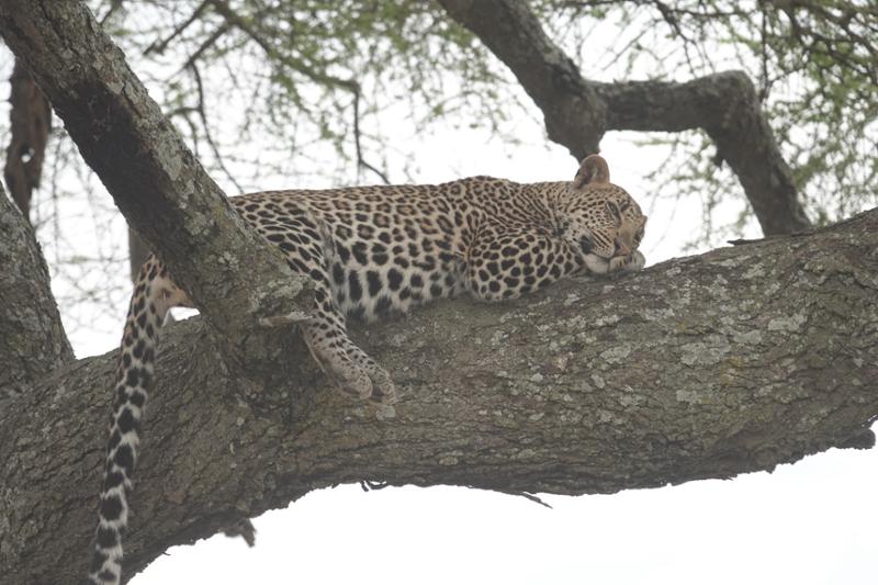 Tanzania - The trip of a lifetime!