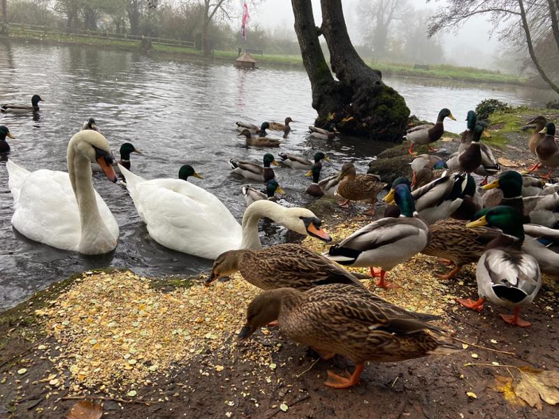 My favourite wildlife food company….
