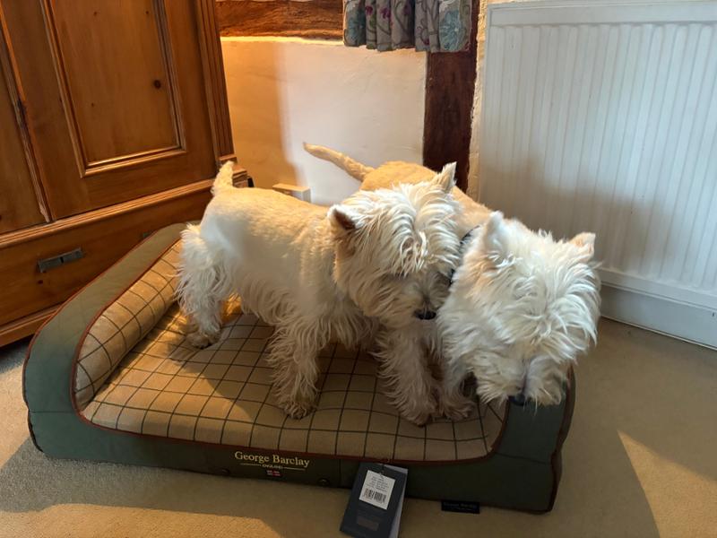 Fab dog bed