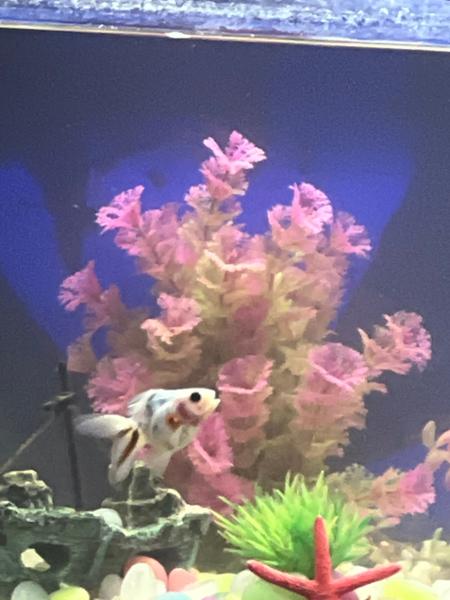 Best fish 😍