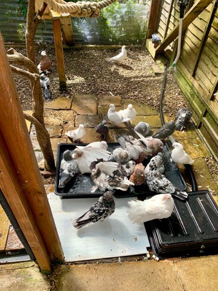 AVIFORM ULTIMATE 11 in 1 Complete Supplement for Racing Pigeons