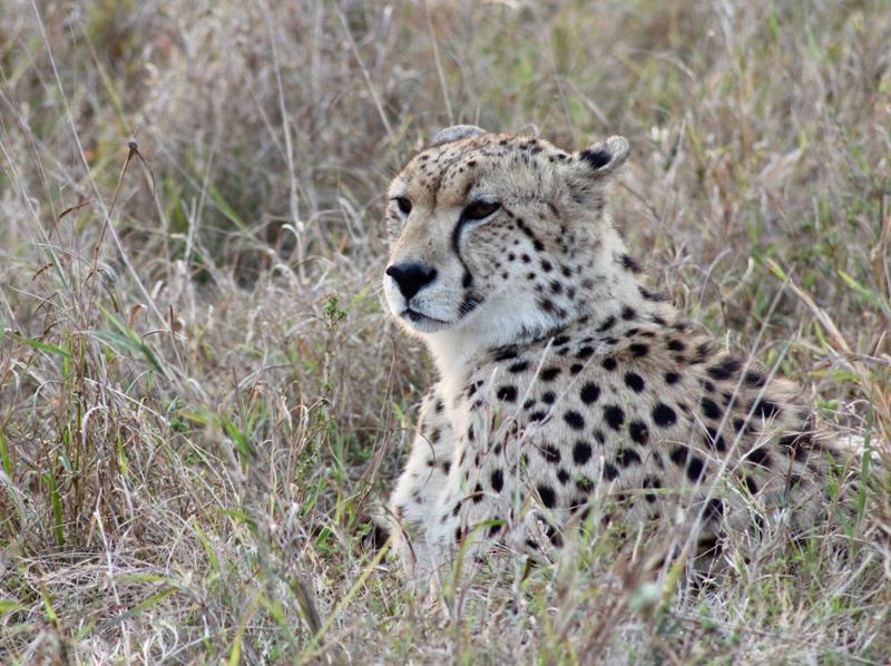 African Adventure of a Lifetime!