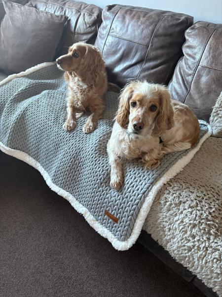 Charlie Grey Dog Blanket - Size M