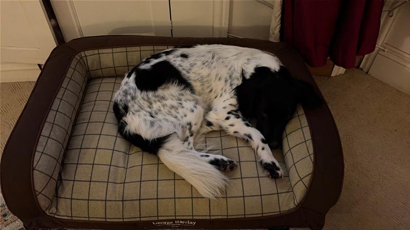 Luxury dog bed