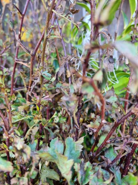 Wonderfully healthy plants and fantastic service