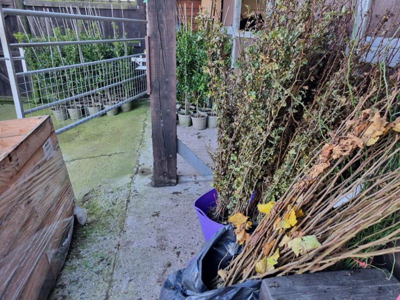 Wonderfully healthy plants and fantastic service