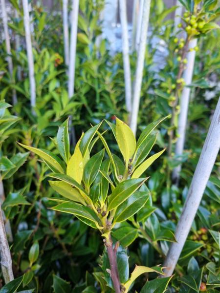 Wonderfully healthy plants and fantastic service