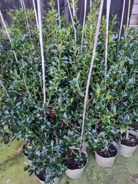 Wonderfully healthy plants and fantastic service
