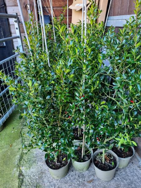 Wonderfully healthy plants and fantastic service