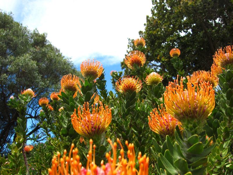 South African Beauty from East to West