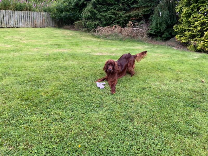 Happy dog sensitive range ( dry food)