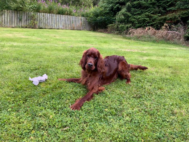 Happy dog sensitive range ( dry food)