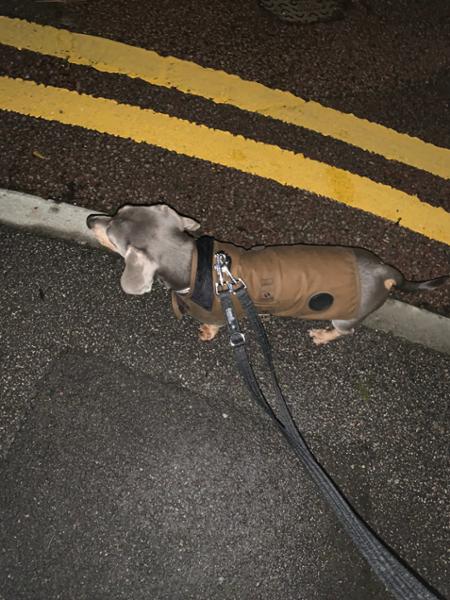 Barbour dog coat
