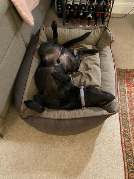My boy loves this bed!