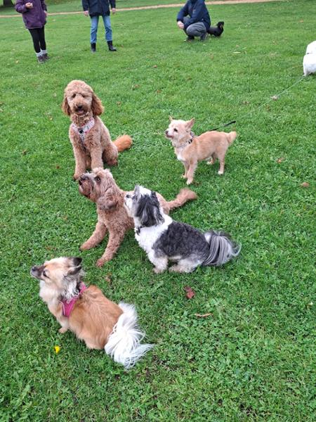 Good Complete Meals and Treats