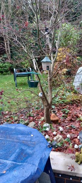 Perfect mealworm bird feeder fir small birds