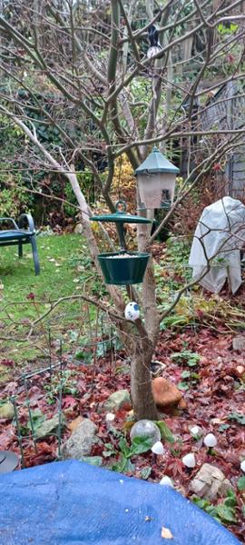 Perfect mealworm bird feeder fir small birds