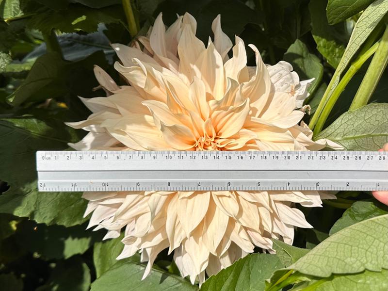 Dahlia Cafe Au Lait Tubers