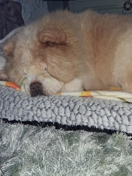 Bella the chow