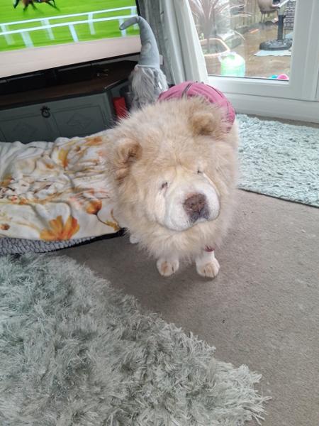 Bella the chow