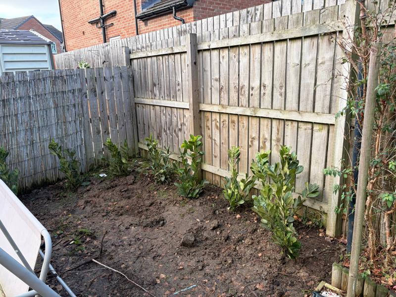Laurels in nice condition very happy