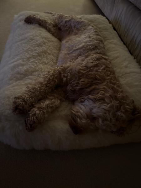 Luxury Wool Fleece Pet Bed-80 x 60cm - Medium