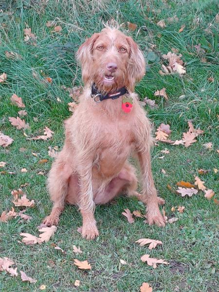 Essential Highland Living - Working Dog Formula 10kg (new bag size)