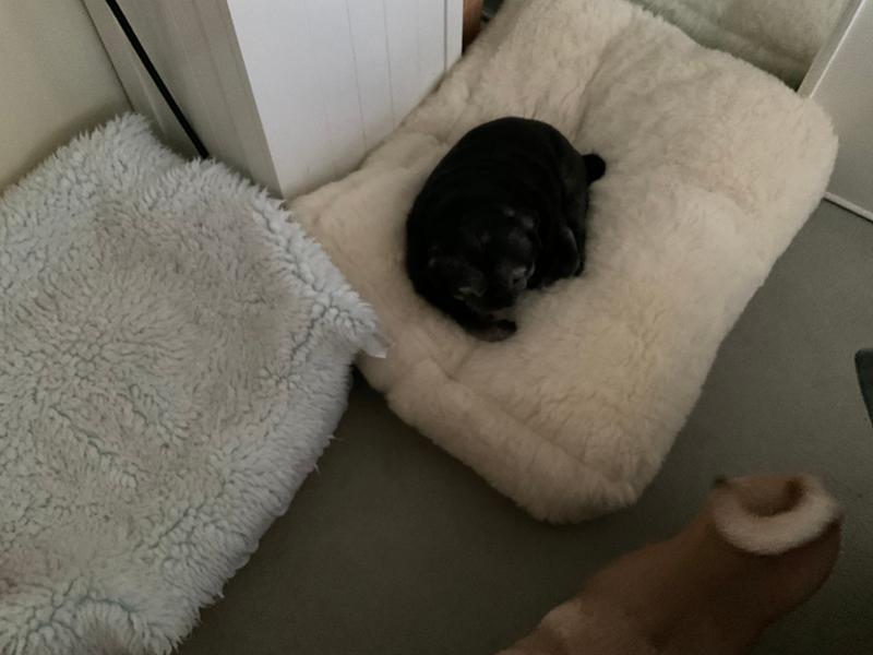 Luxury Wool Fleece Pet Bed-80 x 60cm - Medium