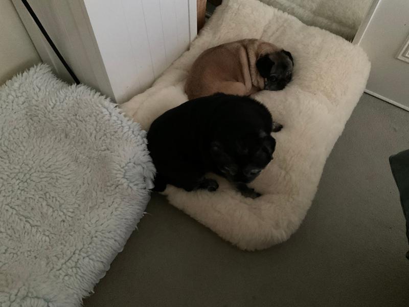 Luxury Wool Fleece Pet Bed-80 x 60cm - Medium