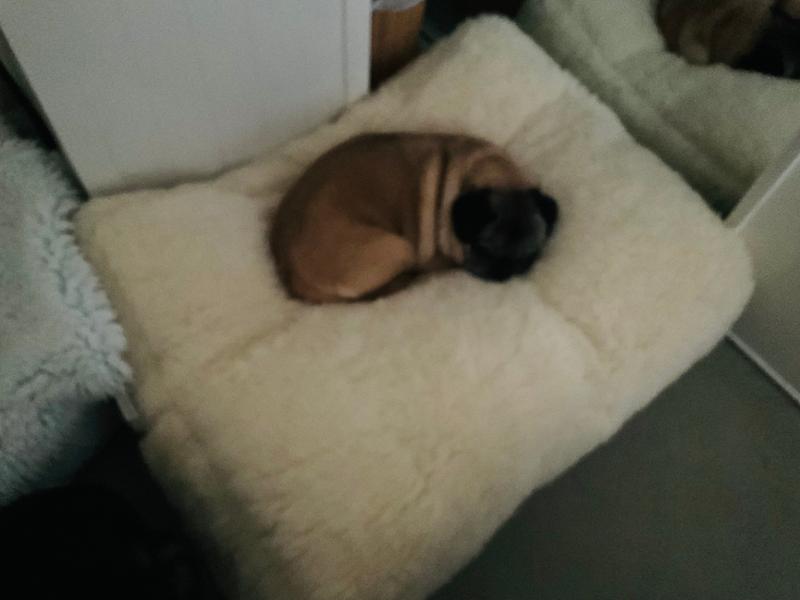 Luxury Wool Fleece Pet Bed-80 x 60cm - Medium