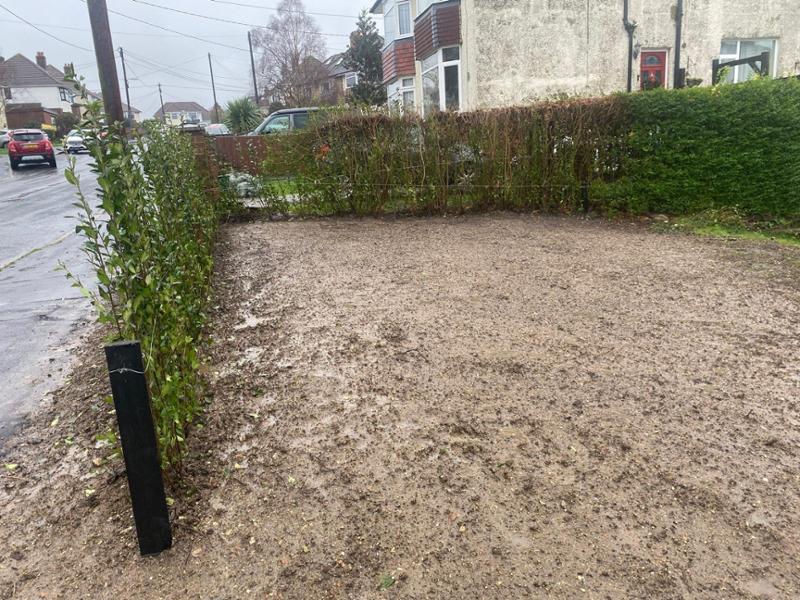 Privet hedge