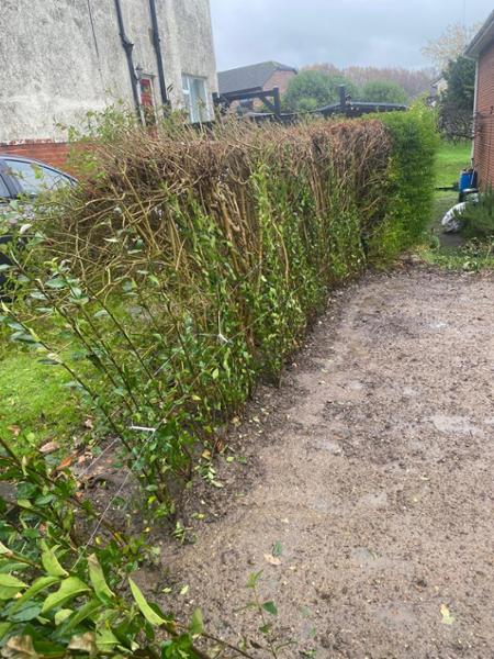 Privet hedge