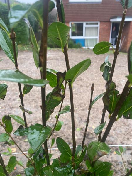 Privet hedge