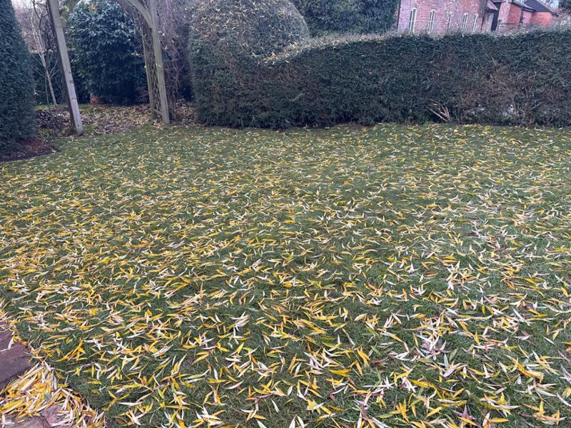Easy purchase, friendly delivery, fantastic result, garden transformed!
