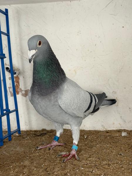 AVIFORM ULTIMATE 11 in 1 Complete Supplement for Racing Pigeons