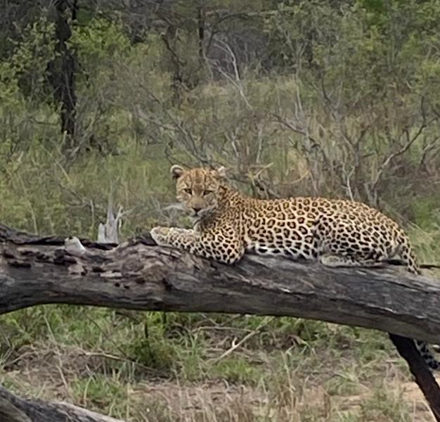 A wonderful, well organised safari holiday