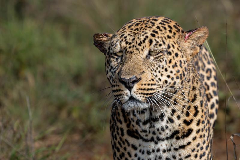 Best travel company for your African adventure.