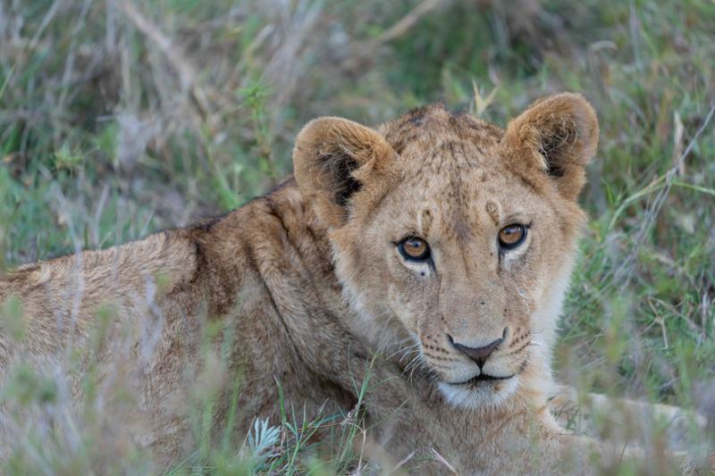 Best travel company for your African adventure.