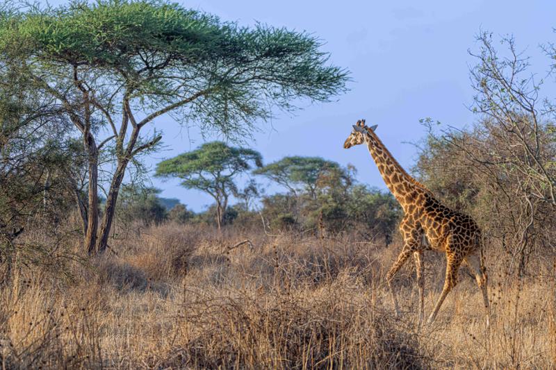 Best travel company for your African adventure.