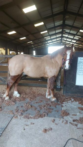 Blue chip senior