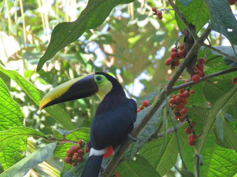 Costa Rican wildlife is amazing.