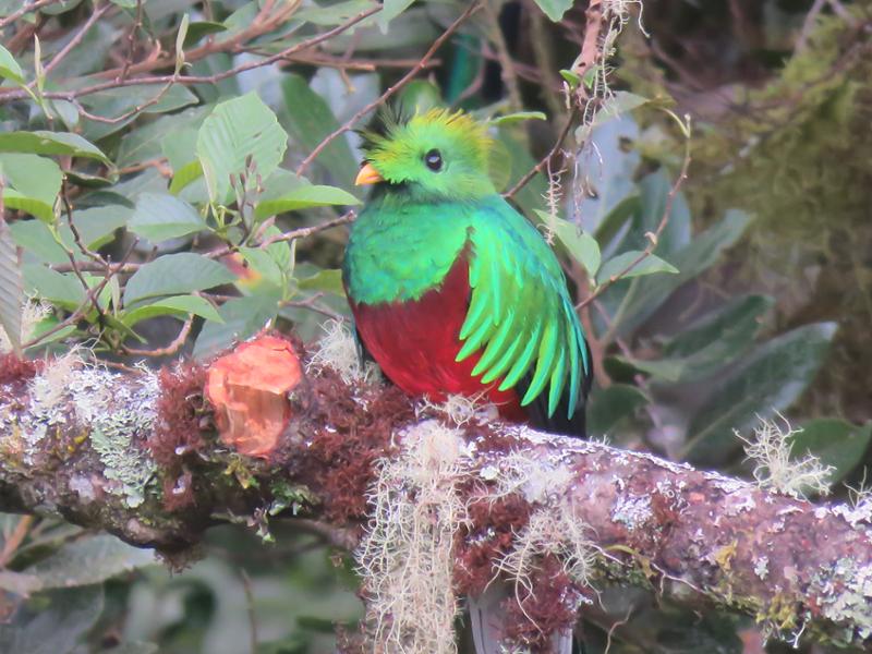 Costa Rican wildlife is amazing.
