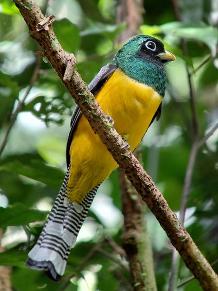 Costa Rican wildlife is amazing.