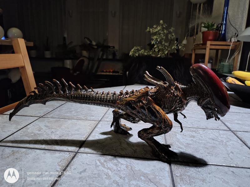 X-Rex is back!