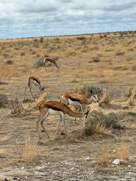 Namibia in a nutshell