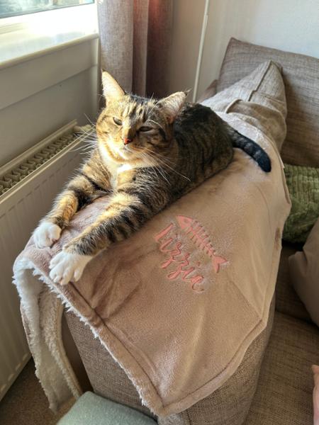 Lovely cat blanket